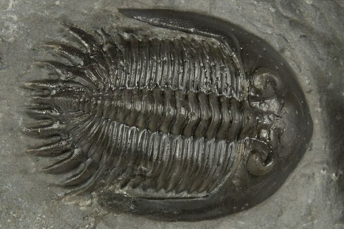 Mrakibina Trilobite - Mrakib, Morocco #334913